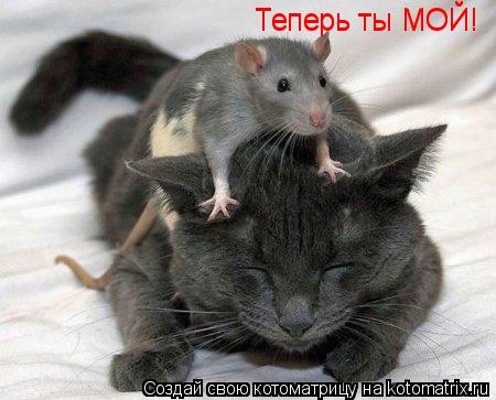 Котоматрица: Теперь ты МОЙ! Теперь ты МОЙ!