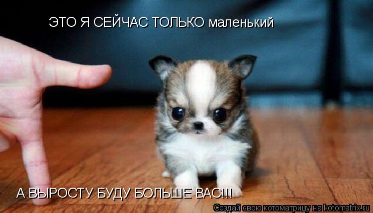 Котоматрица: ЭТО Я СЕЙЧАС ТОЛЬКО маленький А ВЫРОСТУ БУДУ БОЛЬШЕ ВАС!!!