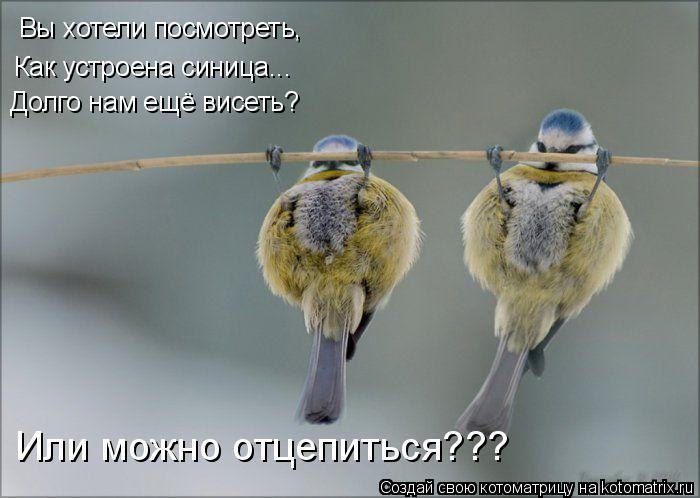 Котоматрица: Вы хотели посмотреть, Как устроена синица... Долго нам ещё висеть? Или можно отцепиться???