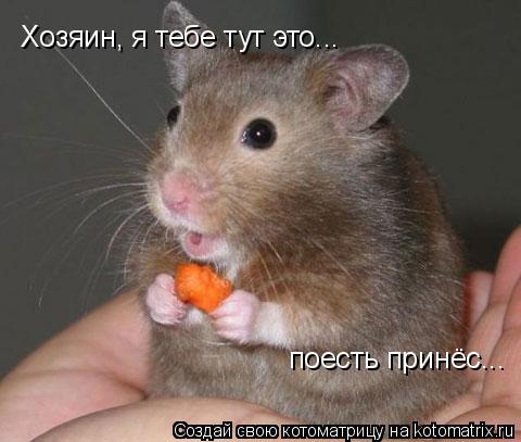 Котоматрица: Хозяин, я тебе тут это... поесть принёс...