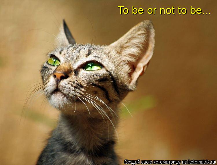Котоматрица: To be or not to be...