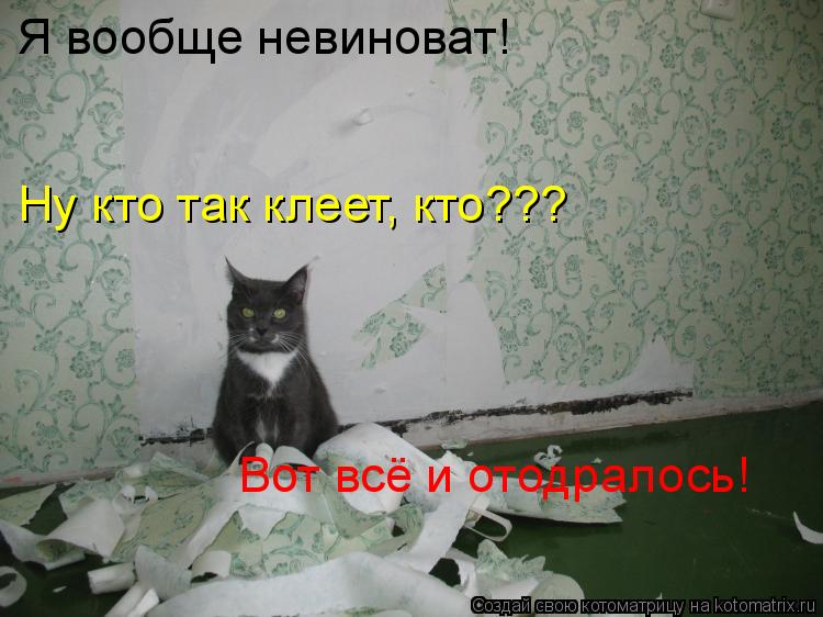 Котоматрица: Я вообще невиноват! Ну кто так клеет, кто??? Вот всё и отодралось!
