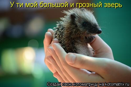 Котоматрица: У ти мой большой и грозный зверь
