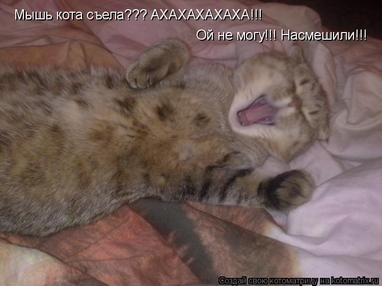 Котоматрица: Мышь кота съела??? АХАХАХАХАХА!!! Ой не могу!!! Насмешили!!!