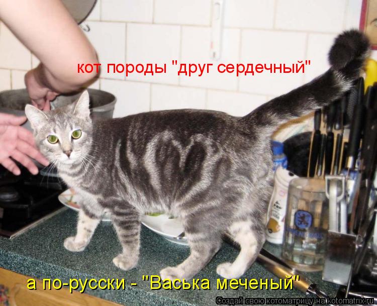 Котоматрица: кот породы "друг сердечный" а по-русски - "Васька меченый"