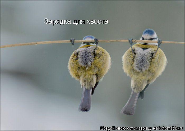 Котоматрица: Зарядка для хвоста