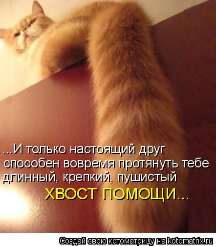 ...И только настоящий друг способен вовремя протянуть тебе длинный, крепкий, пушистый ХВОСТ ПОМОЩИ...... Котоматрица: ...И только настоящий друг способен вовремя протянуть тебе длинный, крепкий, пушистый ХВОСТ ПОМОЩИ...