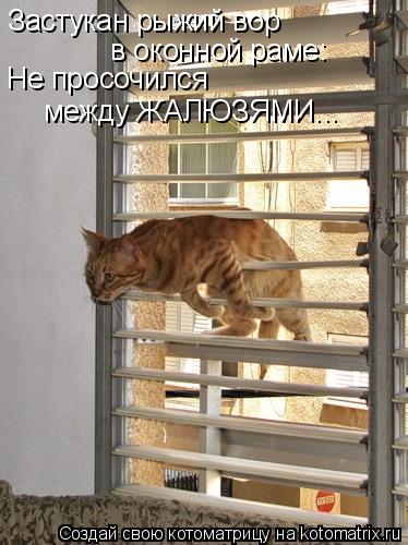 Застукан рыжий вор в оконной раме: Не просочился между ЖАЛЮЗЯМИ...... Котоматрица: Застукан рыжий вор в оконной раме: Не просочился между ЖАЛЮЗЯМИ...