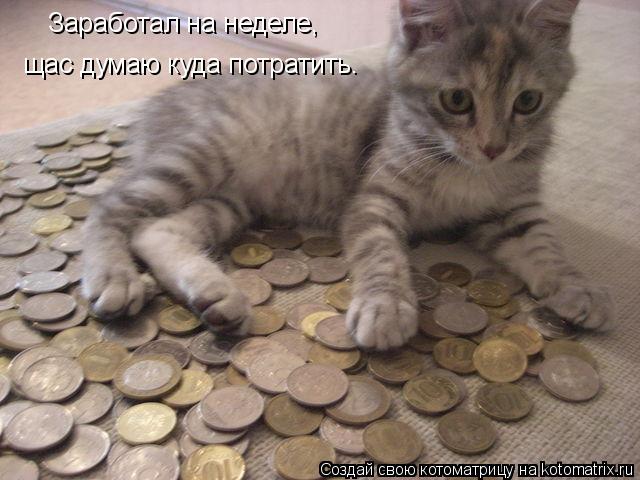 Котоматрица: Заработал на неделе,  щас думаю куда потратить.