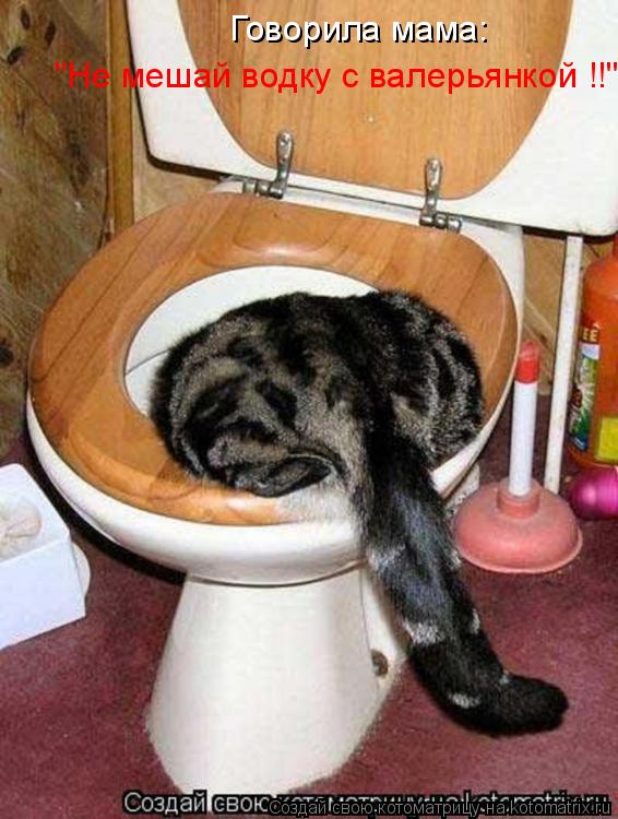 Котоматрица: Говорила мама:  "Не мешай водку с валерьянкой !!"