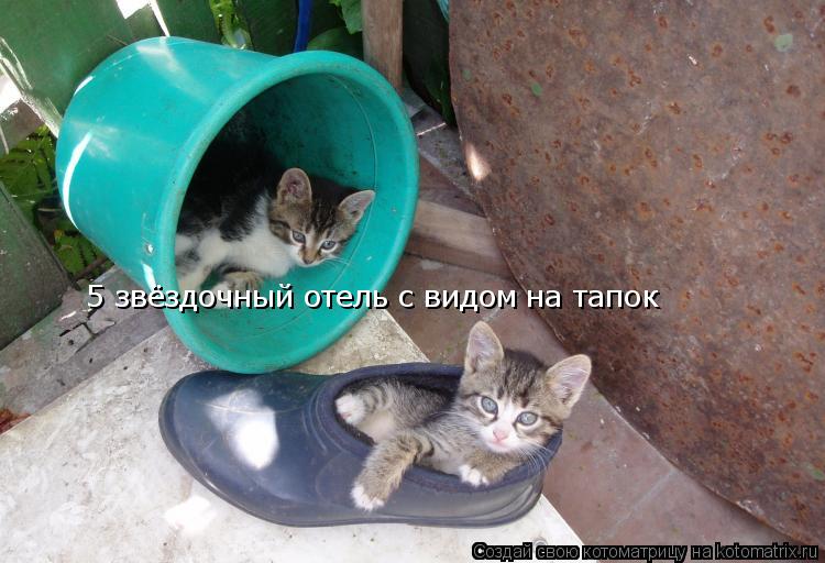 Котоматрица: 5 звёздочный отель с видом на тапок