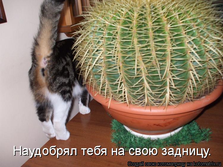 Наудобрял тебя на свою задницу.... Котоматрица: Наудобрял тебя на свою задницу.