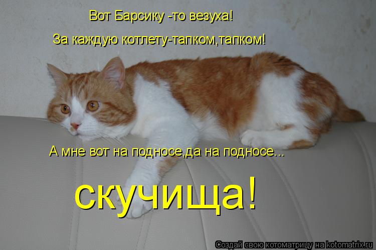 Котоматрица: Вот Барсику -то везуха! За каждую котлету-тапком,тапком! А мне вот на подносе,да на подносе... скучища!