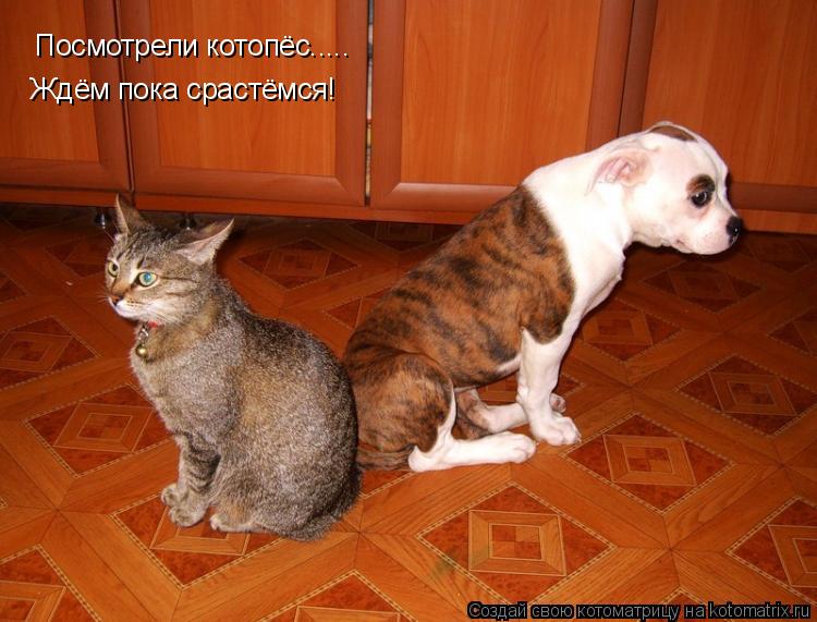 Котоматрица: Посмотрели котопёс..... Ждём пока срастёмся!