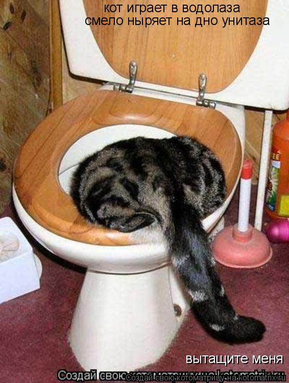 Котоматрица: кот играет в водолаза смело ныряет на дно унитаза вытащите меня
