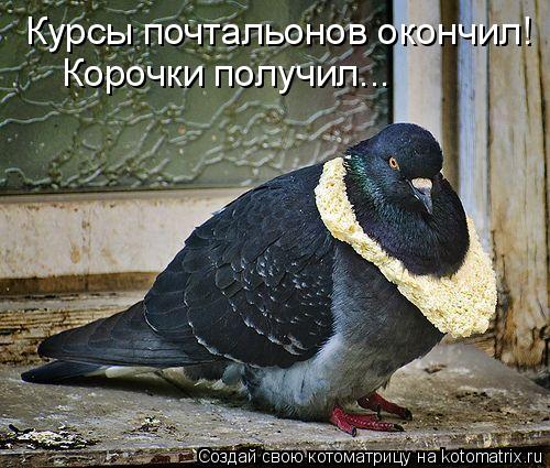 Котоматрица: Корочки получил... Курсы почтальонов окончил!