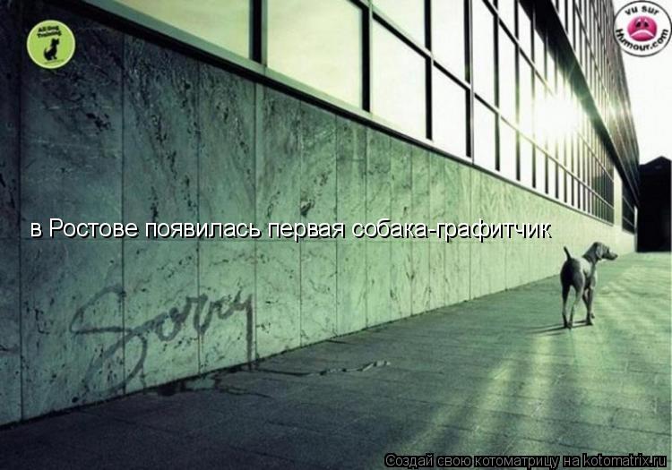 Котоматрица: в Ростове появилась первая собака-графитчик