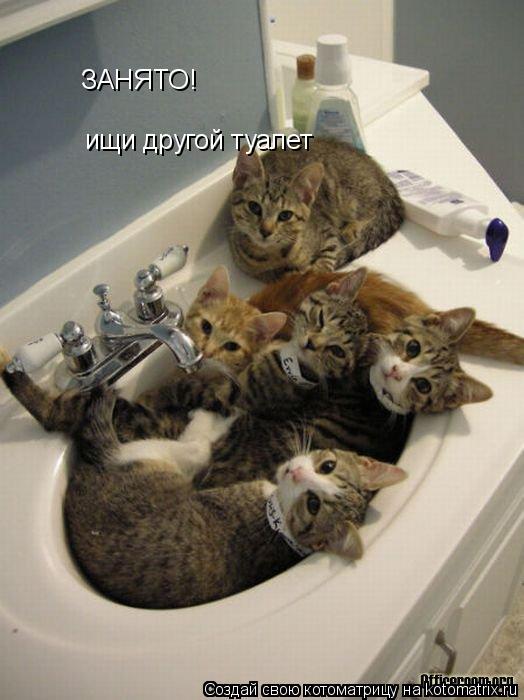 Котоматрица: ЗАНЯТО! ищи другой туалет
