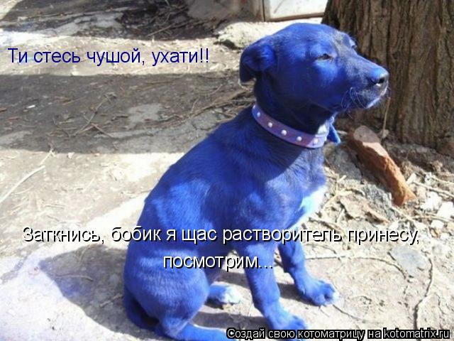 Котоматрица: Ти стесь чушой, ухати!! Заткнись, бобик я щас растворитель принесу,  посмотрим...
