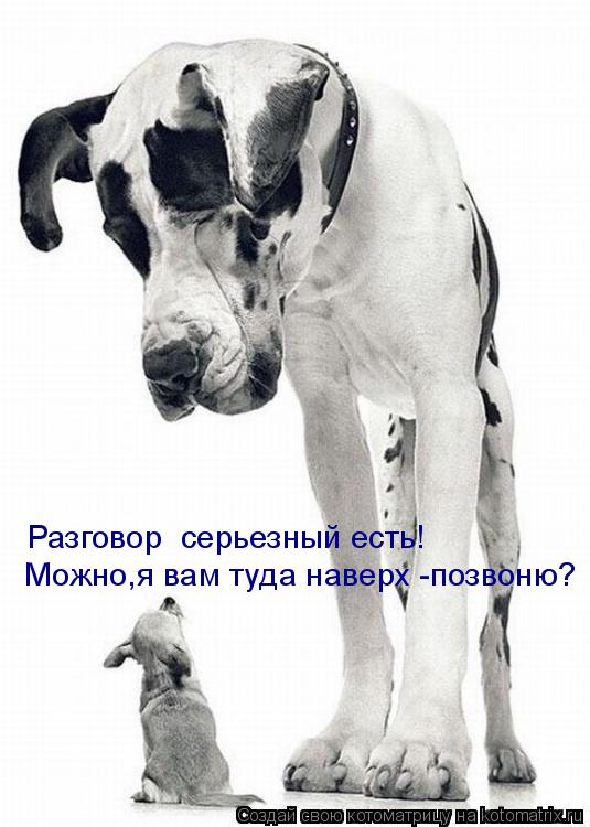 Котоматрица: Можно,я вам туда наверх -позвоню?  Разговор  серьезный есть!