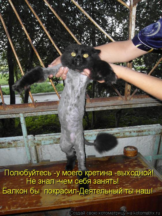 Котоматрица: Полюбуйтесь -у моего кретина -выходной! Не знал -чем себя занять! Балкон бы  покрасил-Деятельный ты наш!