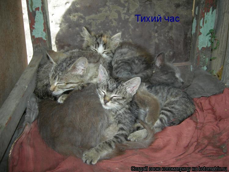 Котоматрица: Тихий час