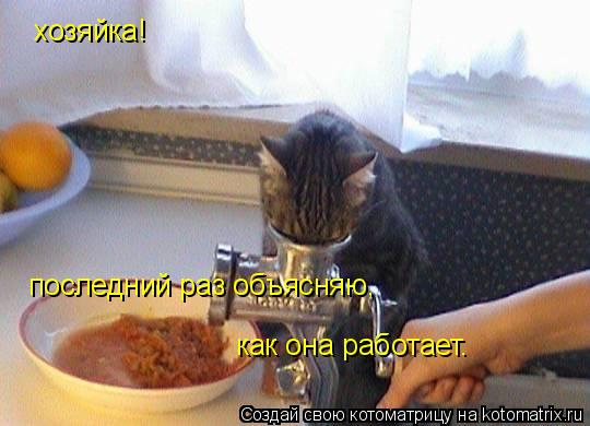 Котоматрица: хозяйка! последний раз объясняю, как она работает.