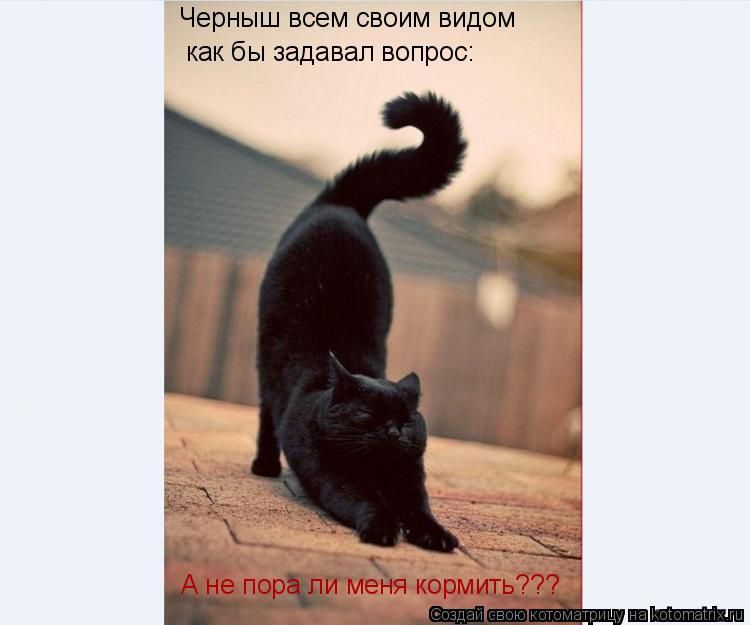 Котоматрица: Черныш всем своим видом  как бы задавал вопрос: А не пора ли меня кормить???