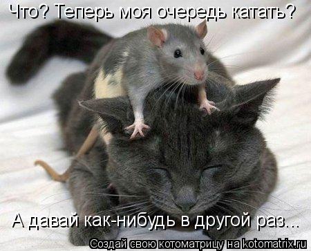 Котоматрица: Что? Теперь моя очередь катать? А давай как-нибудь в другой раз...