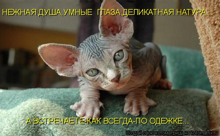 Котоматрица: НЕЖНАЯ ДУША,УМНЫЕ  ГЛАЗА,ДЕЛИКАТНАЯ НАТУРА... А ВСТРЕЧАЕТЕ-КАК ВСЕГДА-ПО ОДЕЖКЕ...