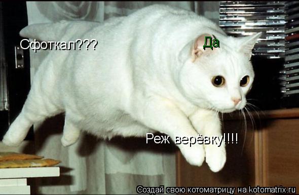 Котоматрица: Сфоткал??? Да Реж верёвку!!!!