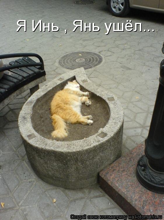 Котоматрица: Я Инь , Янь ушёл...