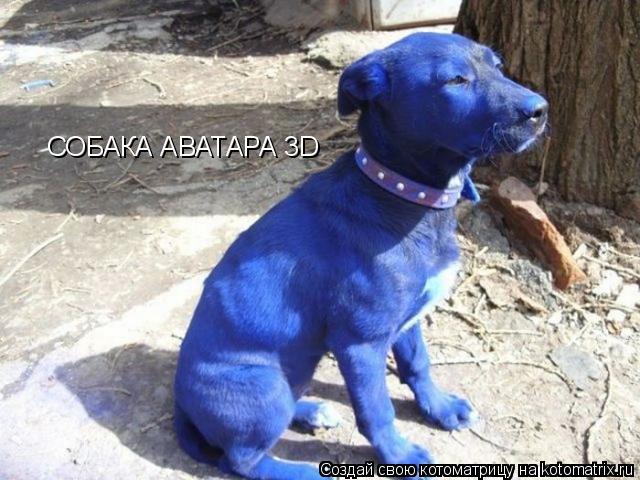 Котоматрица: СОБАКА АВАТАРА 3D