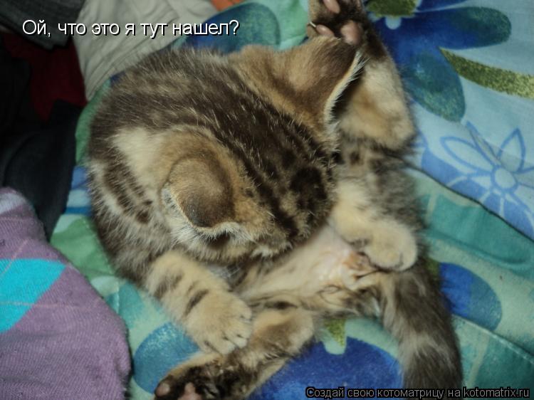 Котоматрица: Ой, что это я тут нашел?