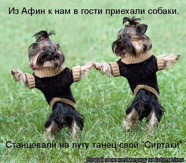 Котоматрица: Из Афин к нам в гости приехали собаки. Станцевали на лугу танец свой "Сиртаки"