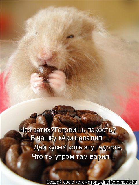 Котоматрица: Что затих?Готовишь пакость? В чашку кАки навалил... Дай куснУ хоть эту гадость, Что ты утром там варил...