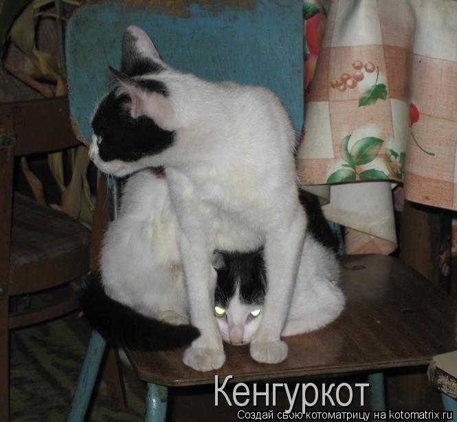 Котоматрица: Кенгуркот