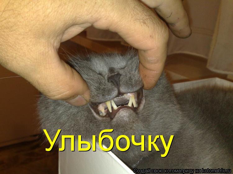 Котоматрица: улыбочу улыбочу Улыбочку