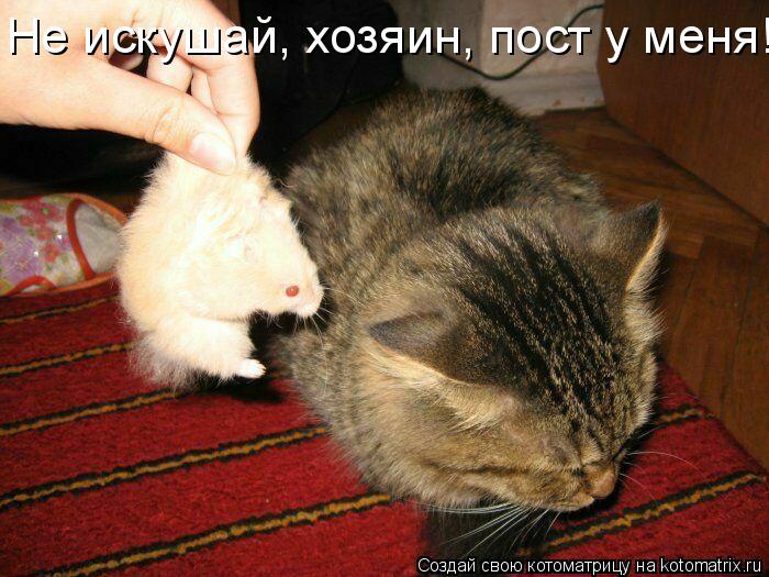 Котоматрица: Не искушай, хозяин, пост у меня!