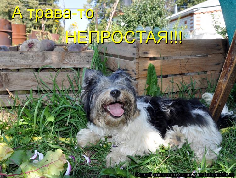 Котоматрица: А трава-то  НЕПРОСТАЯ!!!