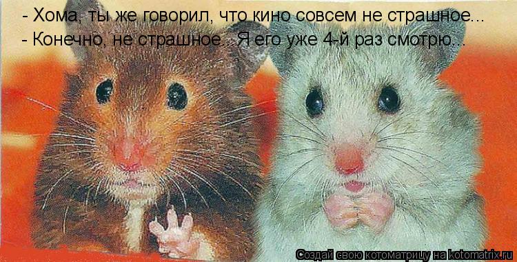 Котоматрица: - Хома, ты же говорил, что кино совсем не страшное... - Конечно, не страшное...Я его уже 4-й раз смотрю...