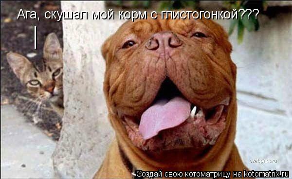 Котоматрица: Ага, скушал мой корм с глистогонкой??? __