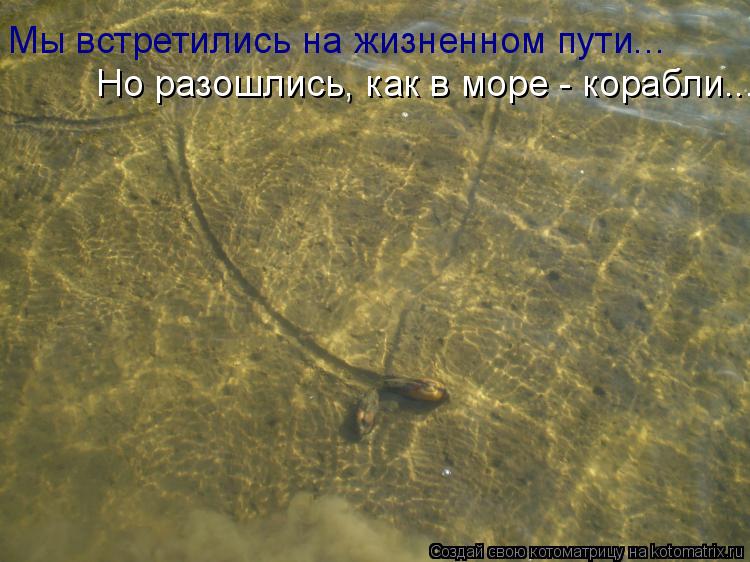 Котоматрица: Мы встретились на жизненном пути... Но разошлись, как в море - корабли...