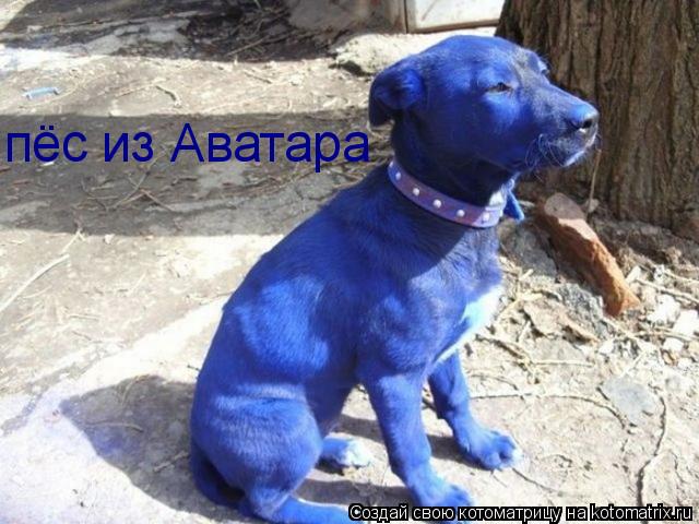 Котоматрица: пёс из Аватара