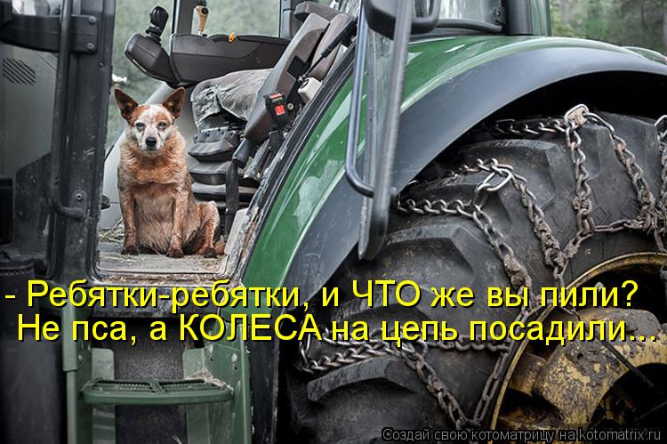 - Ребятки-ребятки, и ЧТО же вы пили? Не пса, а КОЛЕСА на цепь посадили...... Котоматрица: - Ребятки-ребятки, и ЧТО же вы пили? Не пса, а КОЛЕСА на цепь посадили...
