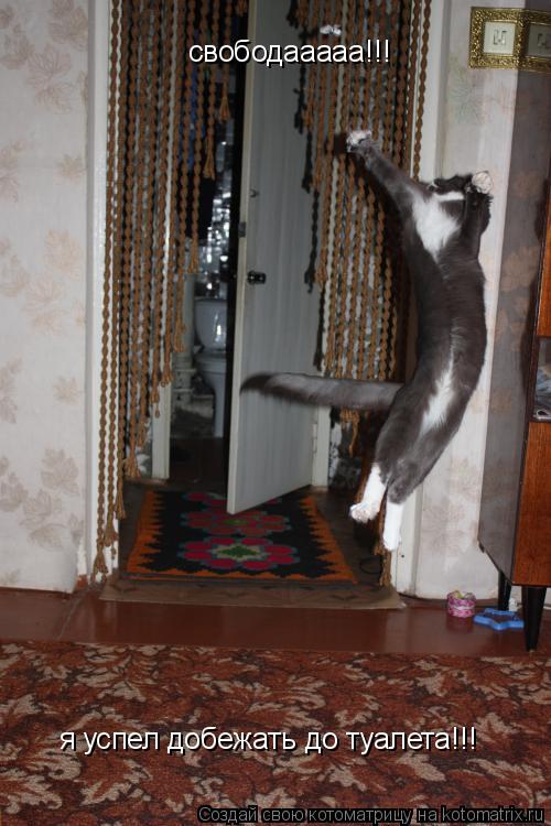 Котоматрица: свободааааа!!! я успел добежать до туалета!!!