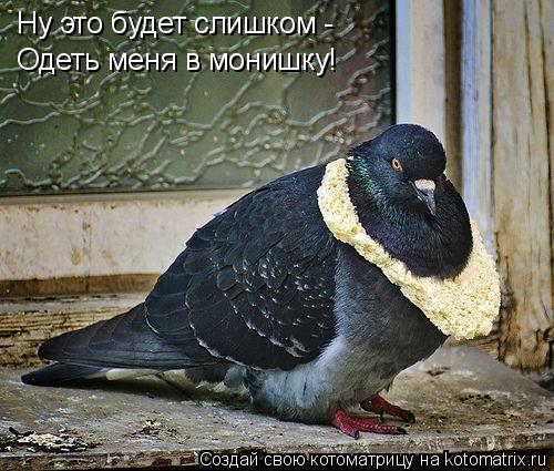 Котоматрица: Ну это будет слишком - Одеть меня в монишку!