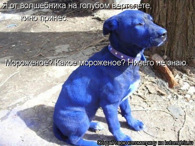 Котоматрица: Я от волшебника на голубом вертолете, кино принес. Мороженое? Какое мороженое? Ничего не знаю.