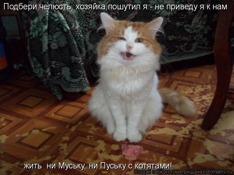 Котоматрица: Подбери челюсть, хозяйка,пошутил я - не приведу я к нам  жить  ни Муську, ни Пуську с котятами!