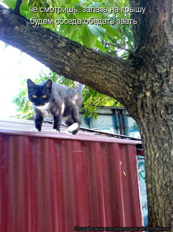 Котоматрица: чё смотришь, залазь на крышу  будем соседа обедать звать